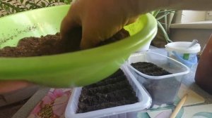 Посев лука порея карантанский без заморочек