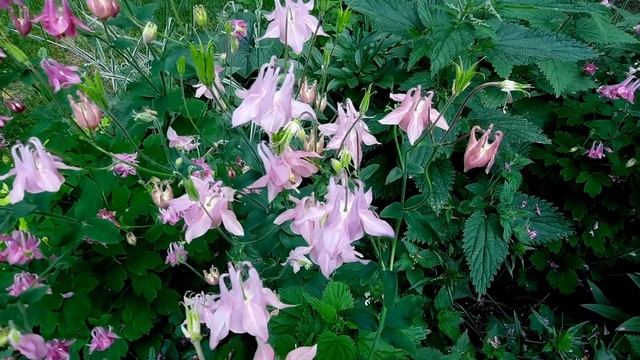 Аквилегия / Водосбор / Aquilegia смотреть онлайн