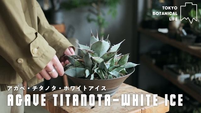 都内1LDKで育てている”1000株以上