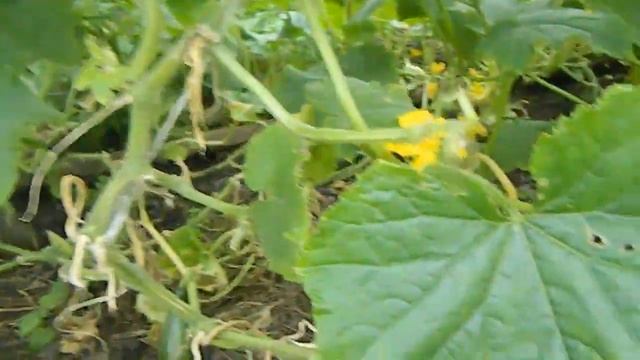 Огурцы в открытом грунте в Сибири смотреть онлайн