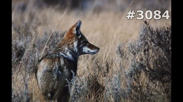 #3084. Волки, койоты и шакалы (В мире животных) смотреть онлайн