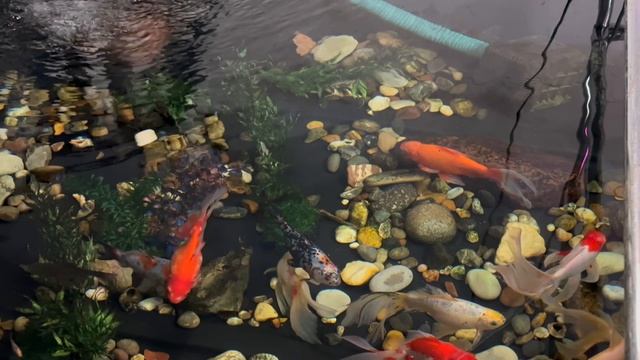 28-10-2023 Зимовка золотых рыбок смотреть онлайн