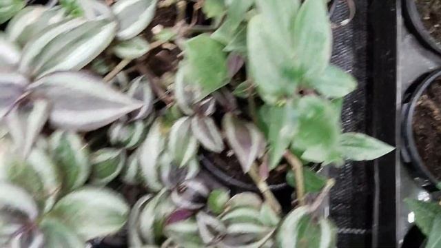 ??Бауцентр?Большая Прогулка? смотреть онлайн