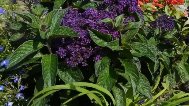 ИДЕИ ПОСАДКИ ЦВЕТОВ ДЛЯ ЛЕНИВОЙ КЛУМБЫ ОДНОЛЕТНИКИ И МНОГОЛЕТНИКИ смотреть онлайн