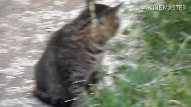ПАПА ВЕРНУЛСЯ И СНОВА ВСЕ ВМЕСТЕ! СЕМЬЁЙ НА РЫБАЛКЕ смотреть онлайн