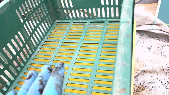 Красный калифорнийский червь.Биогумус. смотреть онлайн