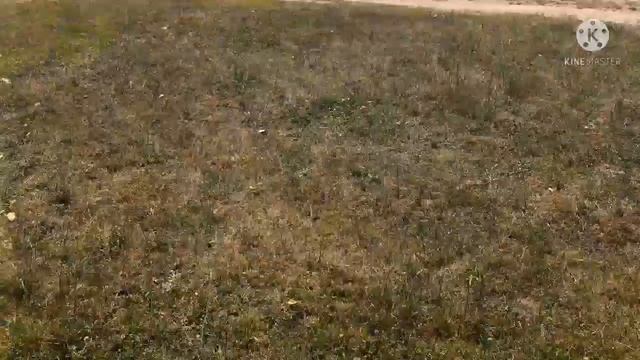 Рыбалка и отдых с женой. Рыбачим, купаемся, жарим шашлык. смотреть онлайн