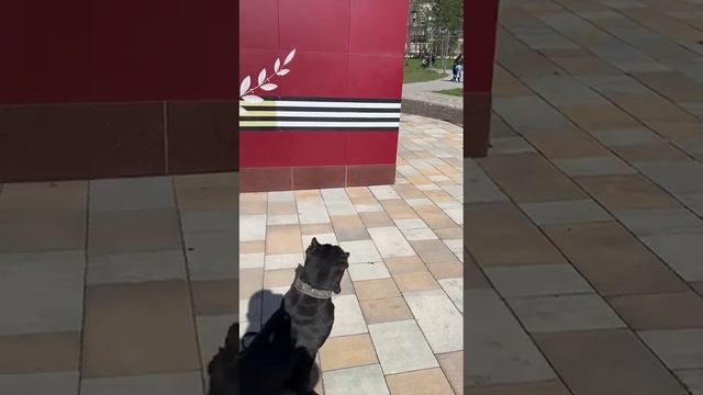 Выполнение собакой команды " Сидеть " смотреть онлайн