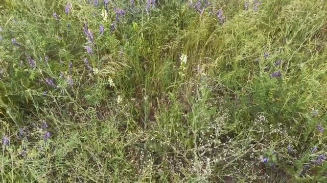 6 июля народный праздник АГРАФЕНА КУПАЛЬНИЦА. ИВАНОВСКИЕ НОЧИ... народные приметы и поверья смотреть онлайн