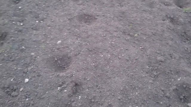 Закрытие влаги. Культивация vs фрезерование. смотреть онлайн