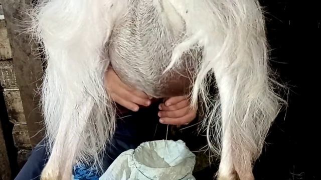 Вечерняя дойка козы первокотки смотреть онлайн