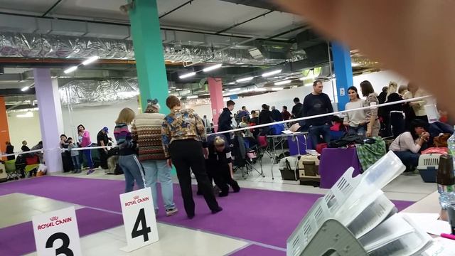21 октября 2018 г. МОРОО"СКС" Москва МОНО Сукв - щенок смотреть онлайн