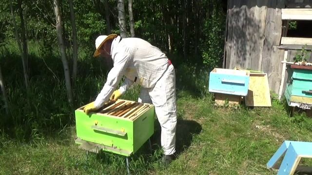 Сдерживаем Роение с Деревенским Блокнотом/Лучший Способ Удержать Роевых Пчёл На Пасеке/ смотреть онлайн