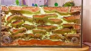 Заселение огромного формикария ОГРОМНОЙ колонией муравьёв