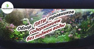 Обзор моих пяти растительных аквариумов.
