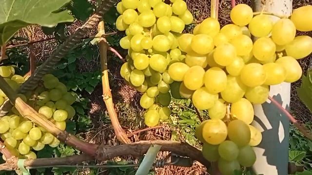 Виноград Красавчик: ещё один из ультраранних смотреть онлайн