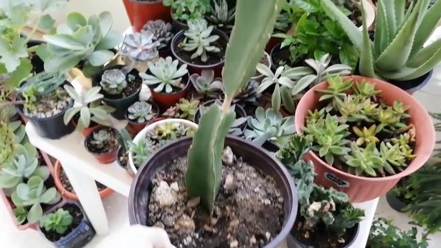 TOUR Por Mi Jardín De SUCULENTAS Y FRESAS│ Plantas En Balcon