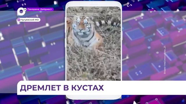 Появился из ниоткуда: тигр вышел к людям в Приморье смотреть онлайн