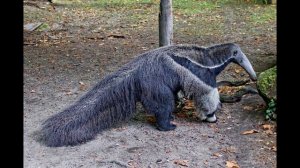 Звук муравьеда в дикой природе