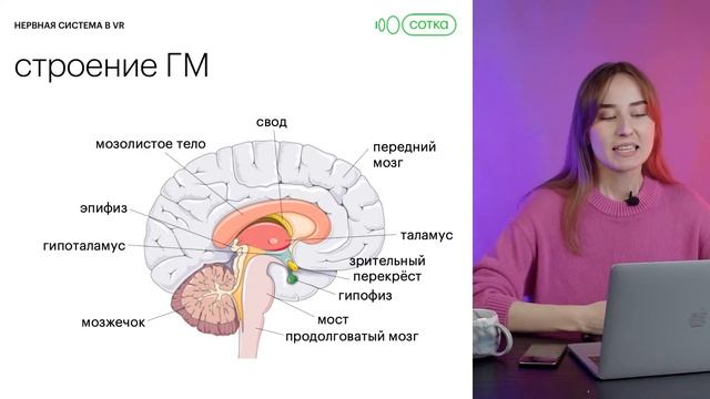 Нервная система в Virtual Reality | ЕГЭ БИОЛОГИЯ 2022 | СОТКА смотреть онлайн