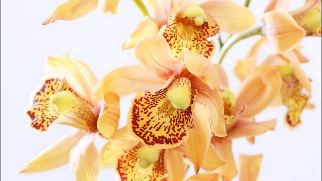 Orchids. Самые красивые и самые древние цветы - орхидеи смотреть онлайн