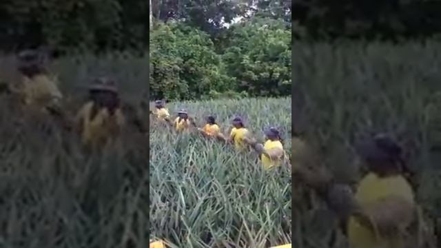 Сборка урожая Ананаса 80lv смотреть онлайн