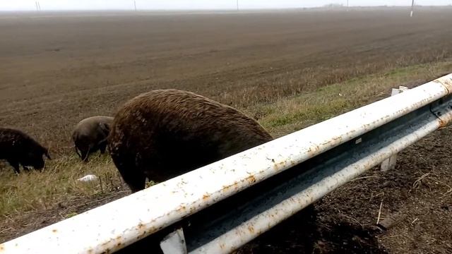 Дикие кабаны или сбежавшие хрюшки? Краснодарский край, февраль, 2021 смотреть онлайн