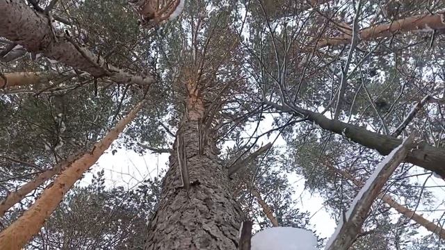 Медитация Ҡарағай в сосновом лесу - синхронизация Души и Тела с Природой) смотреть онлайн