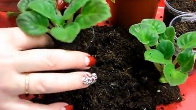 Как разделить "двухголовую" фиалку (сенполию) смотреть онлайн