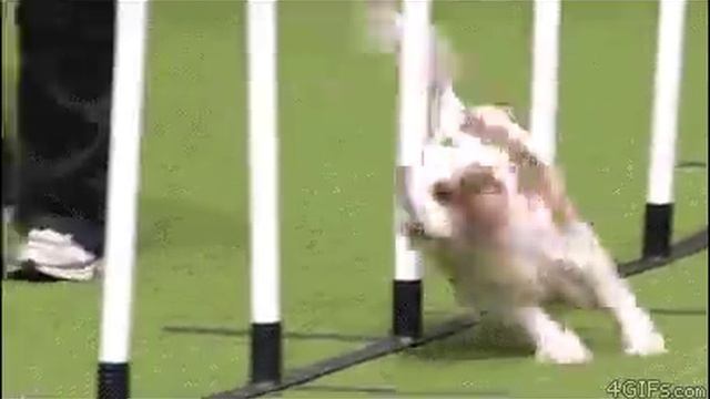 умный песик