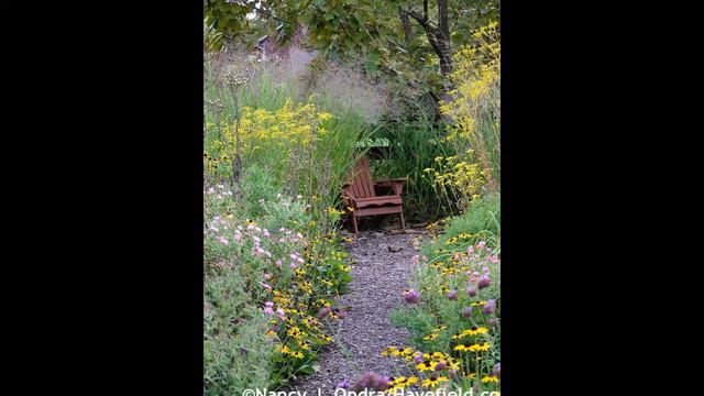 ПАТРИНИЯ  (PATRINIA)  сем. Валериановые