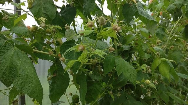 16.08.2022 малина оранжевое чудо, ремонтантная, в теплице. смотреть онлайн