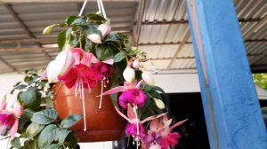 Фуксия Белла Розелла! Более 30 сортов Фукси.