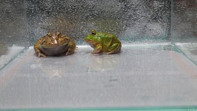 Baby frog crying，BadassPac-Man【African Bullfrog，LIVE FEEDING】 смотреть онлайн