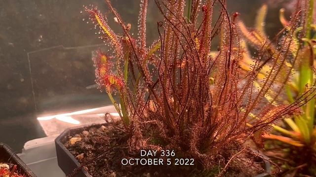 Drosera filiformis seeds, Paleacea‘Giant gemmae 1 year update and Capensis part 2 смотреть онлайн