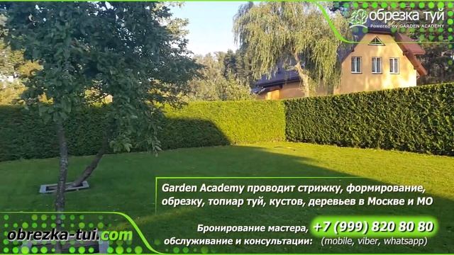 Обрезка живой изгороди Москва ☎+7-999-820-80-80 www.Obrezka-tui.com смотреть онлайн