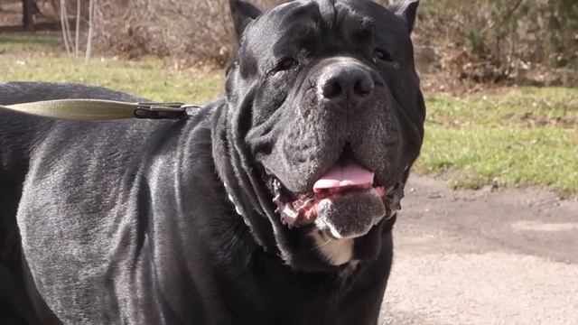 ПРИВЕТ! Знакомство Кане-корсо и Лабрадора.First meeting.Cane Corso and Labrador. Odessa. смотреть онлайн