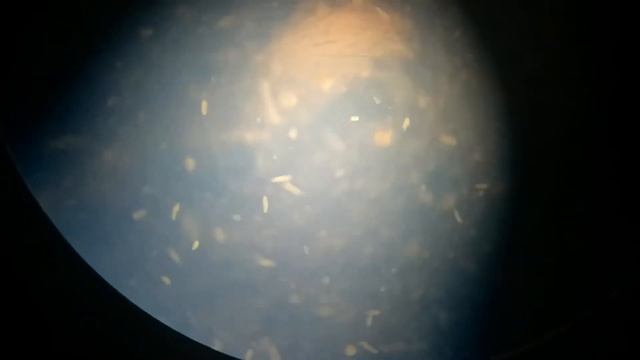 Инфузории туфельки 021217 смотреть онлайн