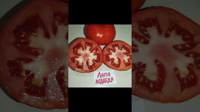 Обзор томатов Чирок , Лилипут , Медвежья лапа и Вежа . смотреть онлайн