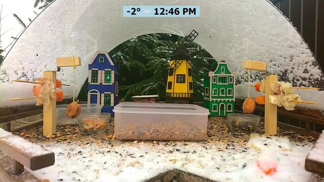 Кормушка для птиц онлайн смотреть онлайн