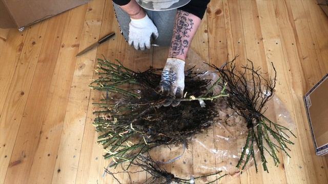 Розы УСЫНИНЫХ. Новые и необычные ))) Обзор саженцев роз. Сорта роз. Названия роз. Розы 2021 года !! смотреть онлайн