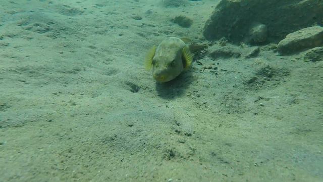 Монстры Красного моря. Что ест на обед барракуда? Пенсионер и хобби. Red sea monsters. GoPro смотреть онлайн