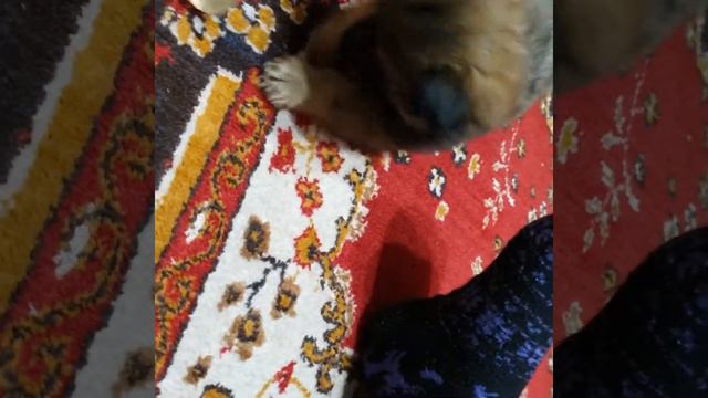 Мой первый день в семье! смотреть онлайн