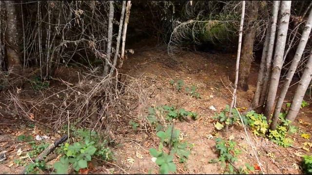 Skydio 2 Autonomous Drone Flying in The Forest and Over a Clear-cut смотреть онлайн