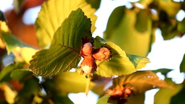 Стихи для Души - Подари... смотреть онлайн