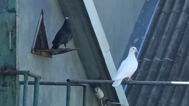 ПОЧТОВЫЕ ГОЛУБИ ?️?️.ИХ ЖИЗНЬ БЕЗ ОСОБОГО ВНИМАНИЯ. смотреть онлайн