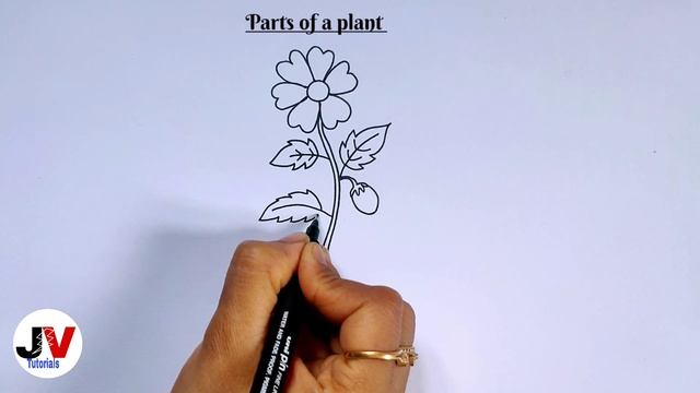 plant drawing|draw a plant and label its parts|how to draw a plant|diagram of plant смотреть онлайн