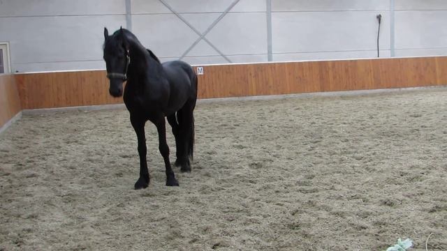Фриз Хендрик . 3 года 165. очень изящный , тонкий , легкий . смотреть онлайн