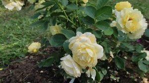 ? Роза "Комтесс Дю Барри", первогодка, цветёт всё лето.