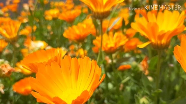 Календула. Ноготки. Фото с аккомпанементом.